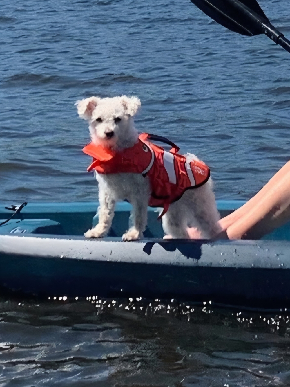 Outward Hound Orange Dog Life Vest with Reflective Panels